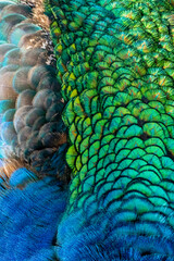 Obraz premium USA, Utah. Peacock feathers detail.
