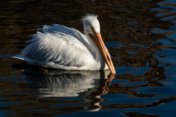 USA, Utah. White Pelicans (Pelecanus erythrorhynchos) swimming.