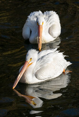 USA, Utah. White Pelicans (Pelecanus erythrorhynchos) swimming.