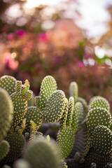 Prickly pear cactus at sunset in southern New Mexico