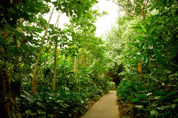 Lush tropical forest path surrounded by dense greenery and foliage.