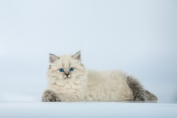 Fluffy Kitten on White Background  