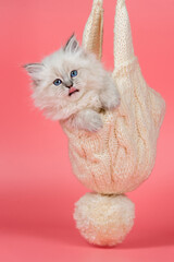 Fluffy Kitten Wrapped in Cozy Winter  Hat