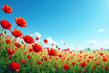 Fototapeta premium Poppies sway gently, blue sky overhead, idyllic scene, blossom, colorful