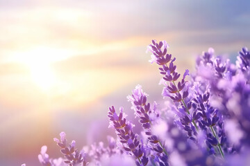 Fototapeta premium Sunset Lavender Field Close-up, Peaceful Nature Scene