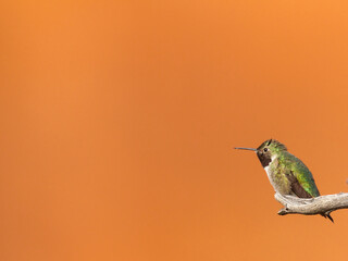 Black-chinned hummingbird, Archilochus colubris, Zion National Park, Utah