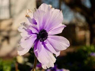 Purple flower of the poppy anemone (Anemone coronaria), also Spanish marigold, or windflower in the garden. France