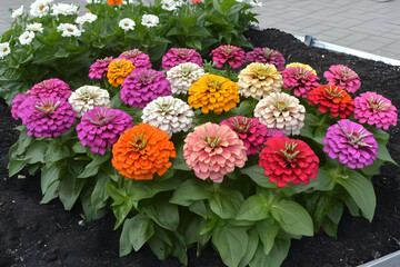 Vibrant zinnias bloom city garden bed