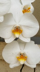 close up of some white orchids