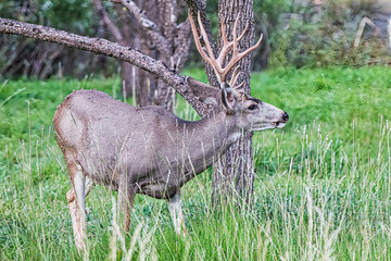 Color stock image of Capitol Reef National Park