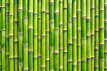 Fototapeta premium Lush green bamboo stalks wall texture background