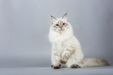 Fluffy Cat with Blue Eyes on Gray Background  
