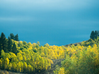 Fototapeta premium USA, Utah, Logan Canyon. Colorful aspens in autumn