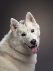 A Husky is captured smiling in a studio setting with soft lighting and a gray background. The dog's fluffy coat and happy expression make this portrait warm and engaging.