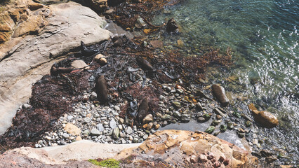 Shag point wildlife reserve ocean cliffs rocks in new zealand seals bathing in sun swimming animal paradise