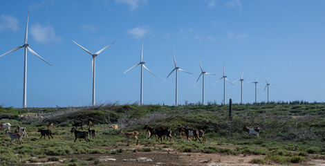 Vast field featuring towering wind turbines under a clear blue sky, surrounded by peaceful grazing goats in a lush green landscape. Renewable energy meets nature, showcasing harmony between technology