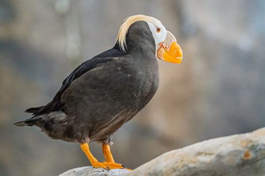 Tufted Puffin Fratercula cirrhata in Alaska