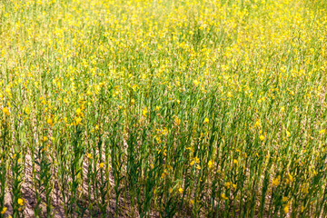 background of the garden decoration with green plants and ferns that are decorated in the coffee shop and restaurant for beauty and as a selling point of the shop.Outside there are chairs to sit on