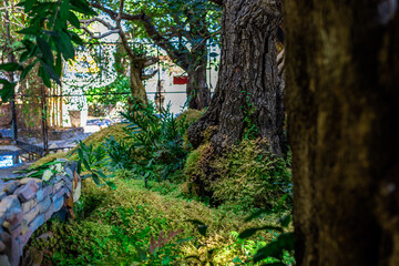 background of the garden decoration with green plants and ferns that are decorated in the coffee shop and restaurant for beauty and as a selling point of the shop.Outside there are chairs to sit on