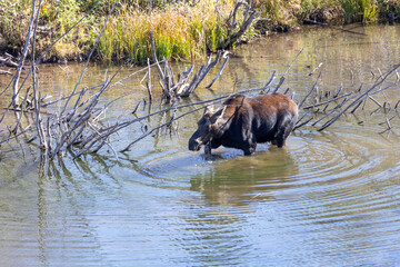 Moose in river in Grand Teton National Park