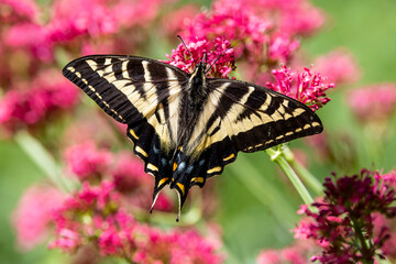 USA, Washington State, Sammamish. Western tiger swallowtail butterfly on flowers