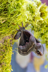 USA, Washington State, Sammamish. Male promethea silk moth on moss covered branch
