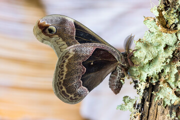 USA, Washington State, Sammamish. Male promethea silk moth on lichen covered branch