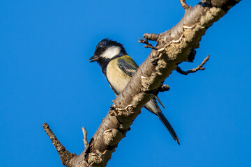 枝にとまるシジュウカラ