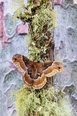 USA, Washington State, Sammamish. Female promethea silk moth on lichen covered branch