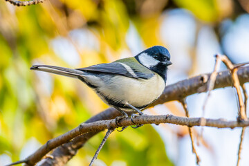 Obraz premium 枝にとまるシジュウカラ