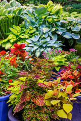 USA, Washington State, Sammamish. Flower in containers