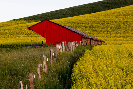 USA, Washington State, Palouse. Red barn and canola near Steptoe