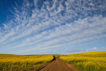 USA, Washington State, Palouse. Road running through canola field