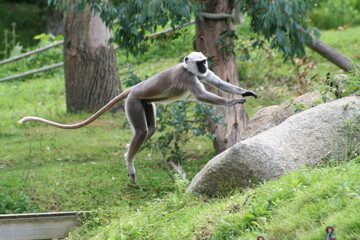 Northern plains gray langur jumping on a stone