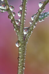 USA, Washington State, Sammamish. Dewdrops hanging on the stems of sedum and their reflections