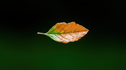 Single leaf in vibrant colors, symbolizing nature beauty and change