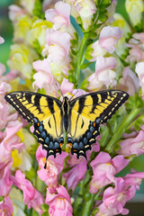 USA, Washington State, Sammamish. Eastern tiger swallowtail buttery on pink and white snapdragons