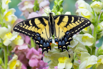 USA, Washington State, Sammamish. Eastern tiger swallowtail buttery on white and yellow snapdragons