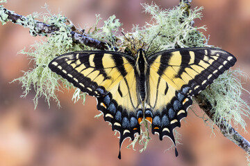 USA, Washington State, Sammamish. Eastern tiger swallowtail buttery on lichen covered branch