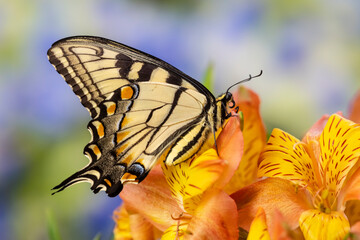 USA, Washington State, Sammamish. Eastern tiger swallowtail buttery on Peruvian lily, Alstroemeria