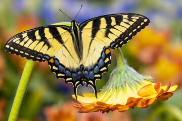 USA, Washington State, Sammamish. Eastern tiger swallowtail buttery on orange gerber daisy