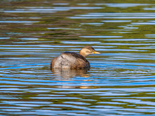 池を泳ぐカイツブリ