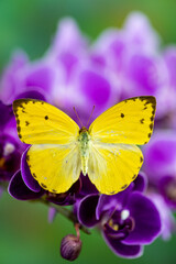 USA, Washington State, Sammamish. Little butterfly on purple orchid