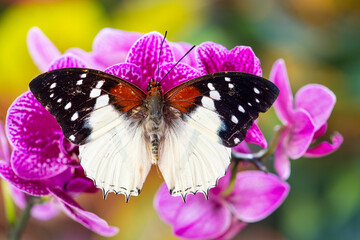 USA, Washington State, Sammamish. Tropical butterfly in the Charaxes family on orchids