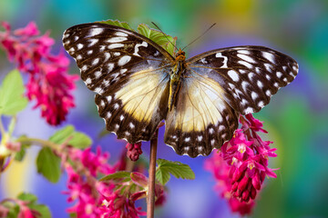 USA, Washington State, Sammamish. Tropical butterfly on pink wild currant blooms