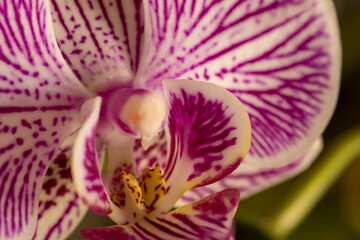 Close up of an Orchid flower