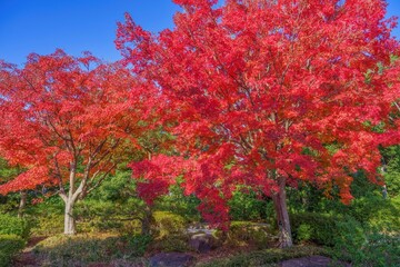 青空バックに見る真っ赤に色づいたモミジの紅葉情景
