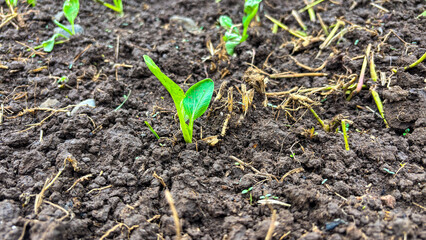 Plant tree in neutral background Close-Up Of Fresh Green Plant