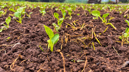 small green plant is growing in the dirt