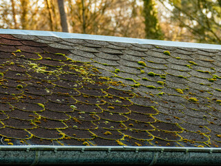 Moos auf einem Flachdach aus Dachpappe